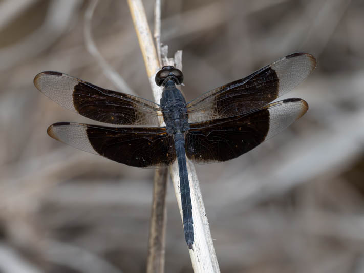 Erythrodiplax funerea (Black-winged Dragonlet) male.jpg